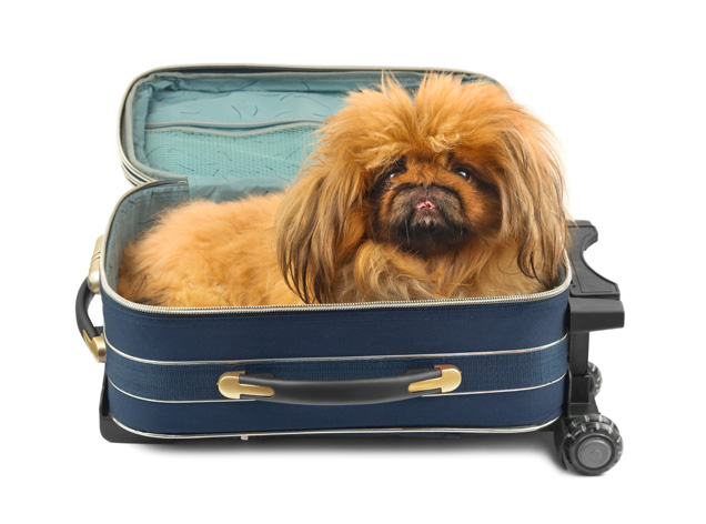 Traveling with your Pet