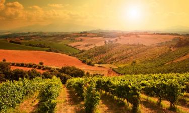 Vineyard in Tuscany. Wine festivals in Tuscany.